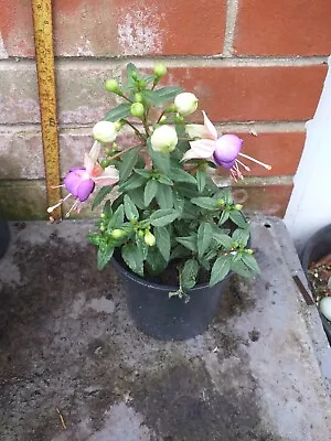 Fuchsia Plant In 13cm Pot Approx. Lilac And Pink • £3.29
