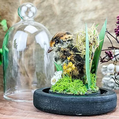 V15b Quail Chick Dancing Taxidermy Floral Glass Dome Curiosities Oddities Decor • $79.99