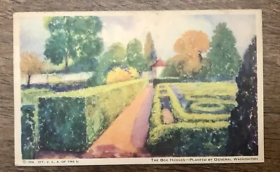 Vintage Mt Vernon Virginia Box Hedges Planted By General Washington Postcard • $10.55