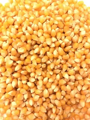 £6 • Buy 100% Natural Non GMO Popcorn Seeds/Kernels/Popping Corn, Maize Kernels,500g-25Kg