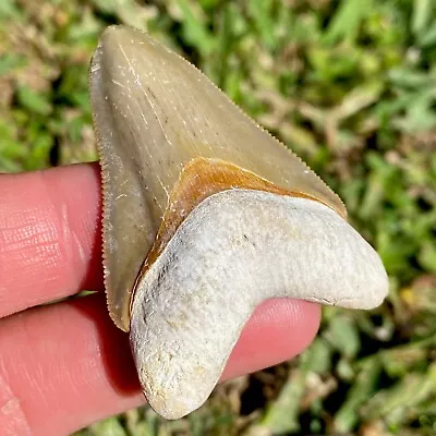 Megalodon Shark Tooth Fossil Sharks Teeth Meg Mako Gem BV FL Megladone • $55