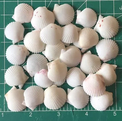25 White 3/4” Scallop Seashells Hand Picked Washed Jewelry Shell Art Crafts • $12.95