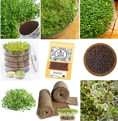 £19.99 • Buy Organic BROCCOLI Sprouting Seeds For Sprouts Microgreens Non-GMO,+ INSTRUCTION ~