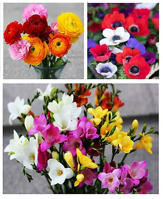 40 HANGING BASKET MIX Bulbs Freesia Ranunculus Anemone Summer Garden Flower Corm • £6.49