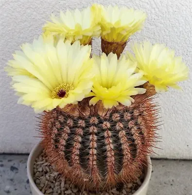 FRESH CACTUS SEED X20 Notocactus Schlosseri Seeds • £2.75