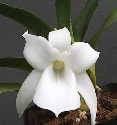 Angraecum Magdalenae Rare Species Orchid • $81