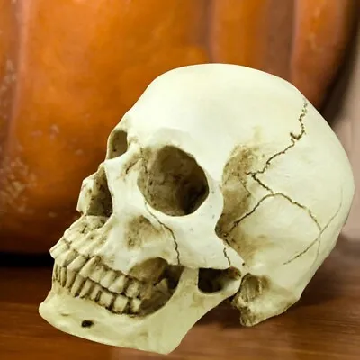 Human Skull Replica Resin Model Medical Realistic Life Size 1:1 Skeleton Decor • £11.99