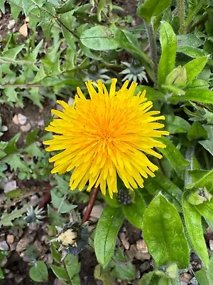 Dandelion Taraxacum Officinale - 1300 Seeds - Hardy Perennial Flower • £0.99