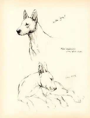 1933 Lovely Vintage Dog Print Original Pen & Pencil Sketch By K.F. Barker • £8.75