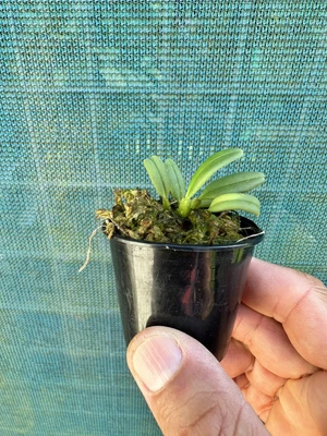 $28 • Buy AAO Orchid-Cadetia Taylorii(Rare)species