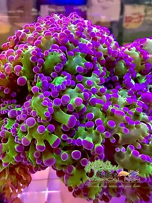 Neon Green & Purple Frogspawn Coral Frag-Live Corals Large 2.5 To 3 +/head!. • $79.99