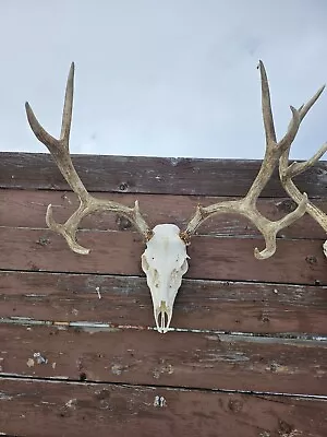 Mule Deer European Mount Anlers Cabin Decor • $1