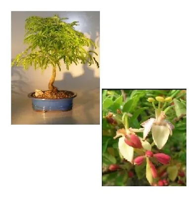 19 Yo. Flowering Tamarind Bonsai Tree Large Tamarindus Indica Indoor Live Plant • $200.95