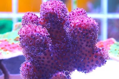 Marine Coralstylophora SpBright Pink Australian Stylo FragStunning Grown Out • £12.99