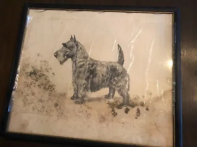  Marguerite Kirmse  VERY RARE ' Scottish Terrier Original Etching Print Signed   • $1500