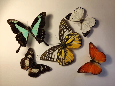 £15 • Buy Real Butterfly Collection X 5 SET