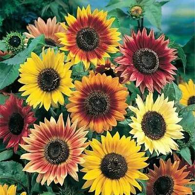 25 Autumn Beauty Sunflower Seeds   • £2.39