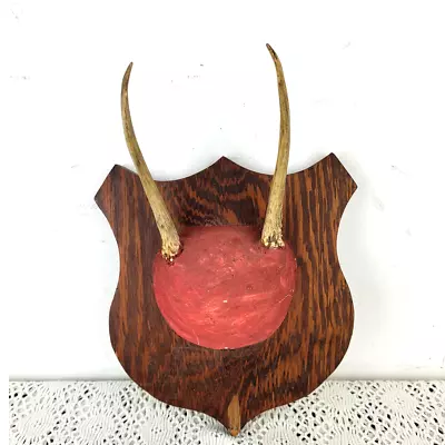 Vintage Young Deer Buck Horns Antlers Mounted Wooden Plaque • $34.99