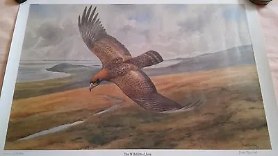 £29.99 • Buy  Brian Rawling 1990 Signed Print Of The Wildlife Of Jura Golden Eagle,278 Of 800