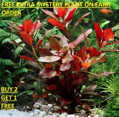 Ludwigia Repens Red Bunch Fresh Live Aquatic Plants Aquarium BUY2GET1FREE • $8.30
