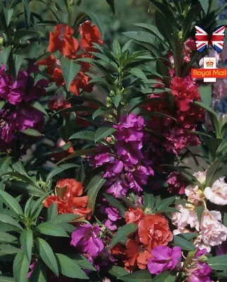 IMPATIENS 🌸 50 Seeds Double Mix Busy Lizzie Balsamina • £1.59
