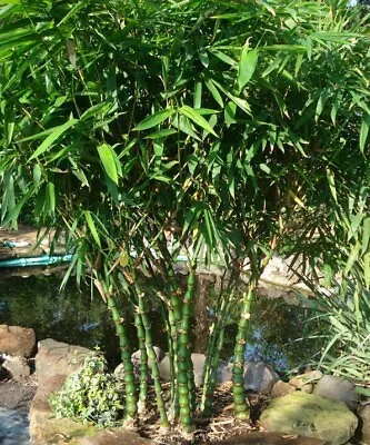 Bambusa Vulgaris 'Wamin' – Dwarf Buddha Belly Bamboo Plant - 1 Gallon Size • $69