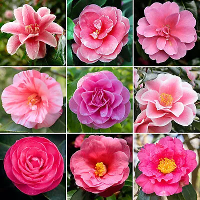 Pink Camellia Shrub | Vibrant Evergreen Potted Outdoor Garden Ready Plant • £11.99