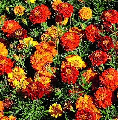 MARIGOLD FRENCH SPARKY MIX 100+ SEEDS Heirloom OPEN POLLINATED USA FREE SHIP • $2.09