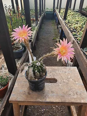 £18 • Buy Echinopsis Ancistrophora Plant  