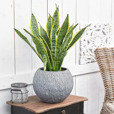 Sansevieria Laurentii Plant - Premium Evergreen Potted Indoor House Tree In 13cm • £14.99