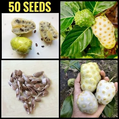 Noni Fruit 50 Seeds Morinda Citrifolia 50 Seeds Medicinal Fruit - Easy Growing • $6.99