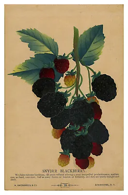 'BLACKBERRIES' SEED CATALOG CABINET CARD Color Pouchoir C. 1880. • $110