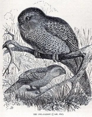 1895 Old Antique OWL-PARROT Bird Print Queen Victoria Victorian Time Period • $13.49