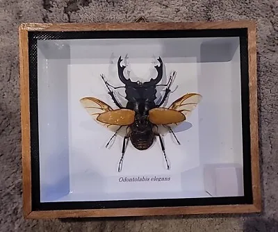 Odontolabis Elegans Yellow Stag Beetle Mounted • $42.49