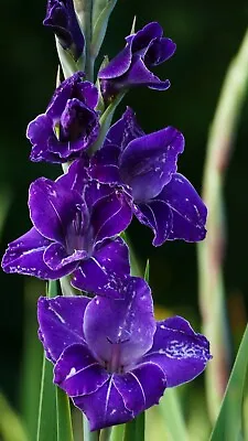 10 X Gladioli PURPLE FLORA Large Flowering Bulbs Summer Gladiolus Garden Plants • £5.99