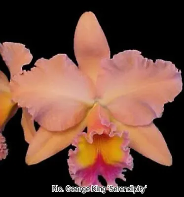 FPOrchids Cattleya Rlc. George King 'Serendipity' - Mature • $55