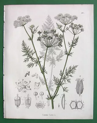 CAREAWAY Seeds Plant Carum Carvi - 1860 Color Botanical Print • $16