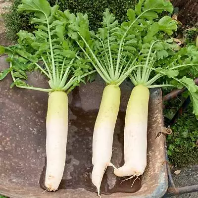 Radish Daikon - 300 Seeds - Raphanus Sativus Ssp Longipinnatus • £0.99