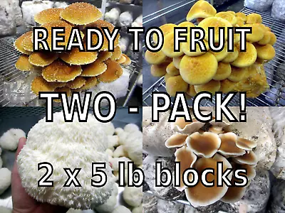 TWO Blocks Your Choice Mushroom Kit Multi-Pack! • $33.99