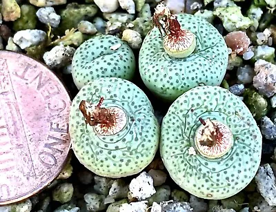 Mesemb Plant Conophytum Truncatum ‘brevitubum’ Sevenweekspoort - With PODS! • $29.99