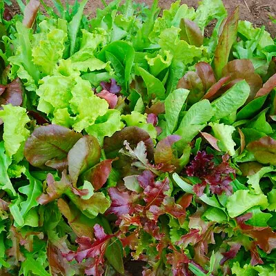 Baby Leaf Mixed Lettuce With Rocket Italian Mix Salad Seeds 2000 • £2.69