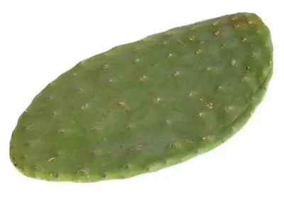 £8.50 • Buy Opuntia Cactus Pad Tortoise Food 