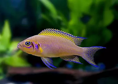 2 X Neolamprologus Pulcher Brichardi Daffodil Cichlid Lake Tanganyika • £11.78