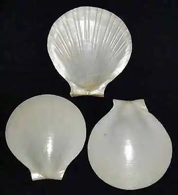 White Sun Moon Scallop Half Shells~Craft Seashells~2-1/2 -3  (10 Shells) • $8.27