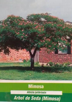 MIMOSA Tree 4-6 Ft Live Flowering Shade Trees BEAUTIFUL Home Silk Tree Plants  • $99.95