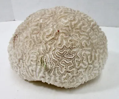 $89.95 • Buy Natural Real Brain Coral Very Nice Shape 3 Lbs