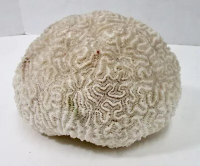 Natural Real Brain Coral Very Nice Shape 3 Lbs • $59.95