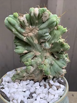  Cereus Bridgesii Crested Pot 10 Cm H 10.5 Cm L 9.5 Cm • $220