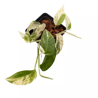 Epipremnum Pinnatum Marble Rooted Cutting • $0.99