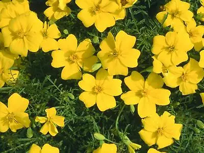 Marigold Tagetes Lemon Gem 0.6 Gram ~ Approx 780 Finest Seeds • £2.29